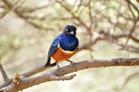 Lamprotornis superbus